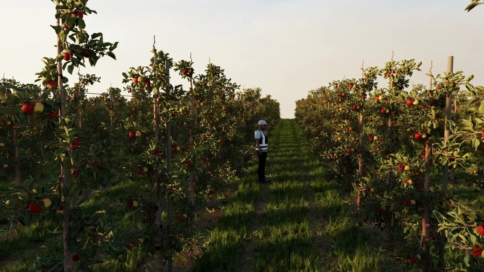 Simulated apple orchard row at golden hour with a worker in a high-visibility vest