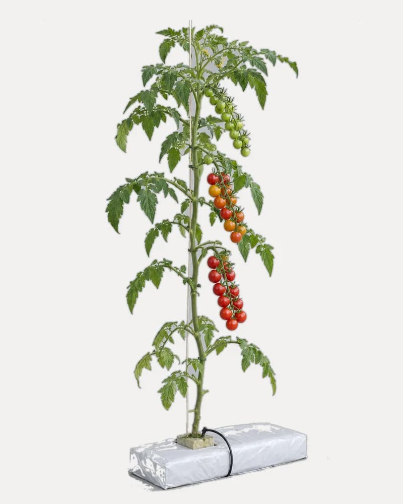 Illustration of a hydroponic cherry tomato vine on a grow slab with long trusses of small fruit