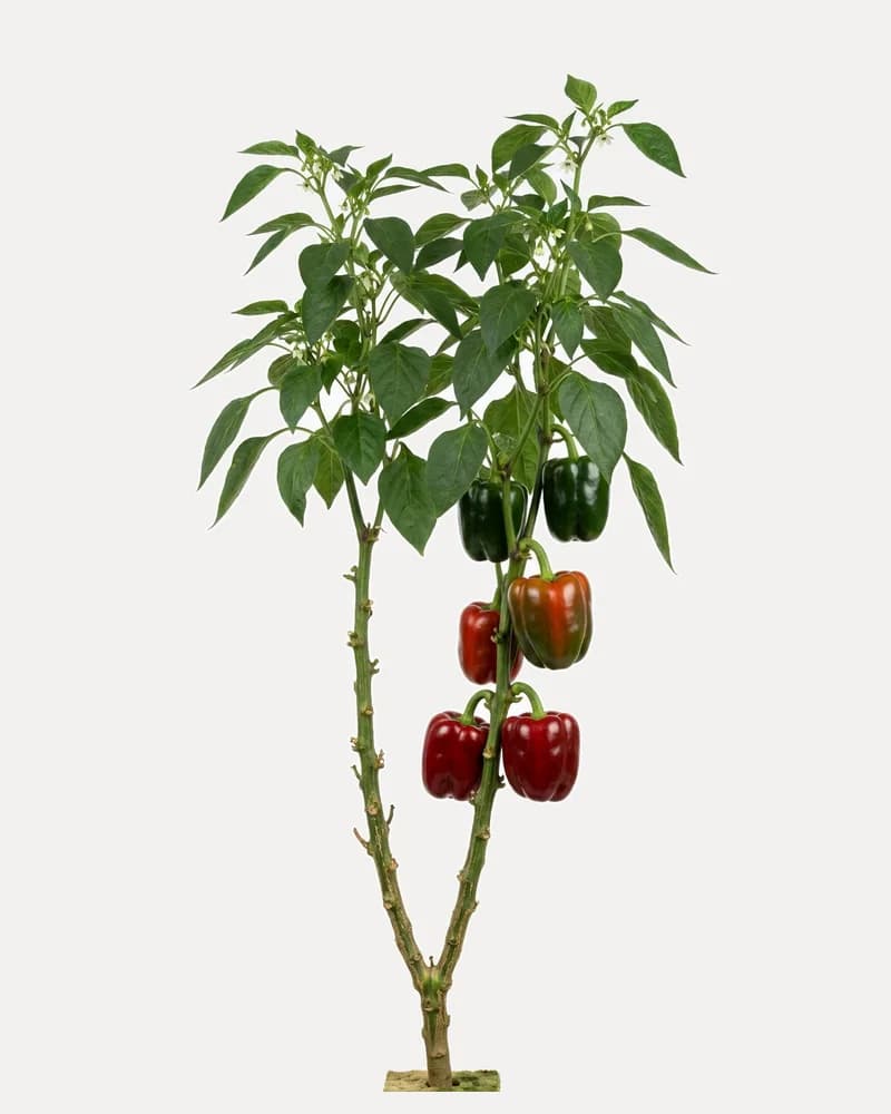Illustration of a two-stem greenhouse bell pepper plant with red and green peppers