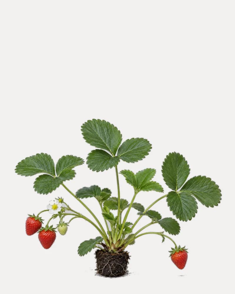 Illustration of a strawberry plant with ripe berries, a flower and runners