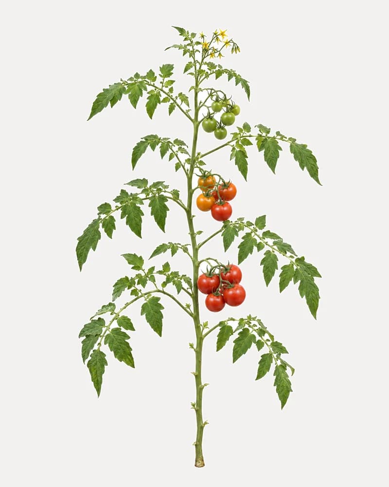 Illustration of a greenhouse tomato vine with green, turning and red fruit on its trusses