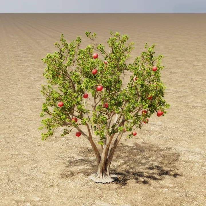 A single simulated pomegranate bush with multiple trunks and red fruit, standing on dry soil